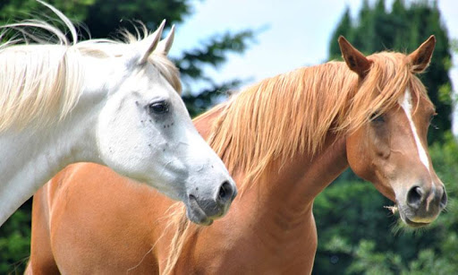 BEAUTIFULL HORSES