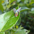 Unidentified Green Bottle Fly