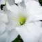 White Petunia