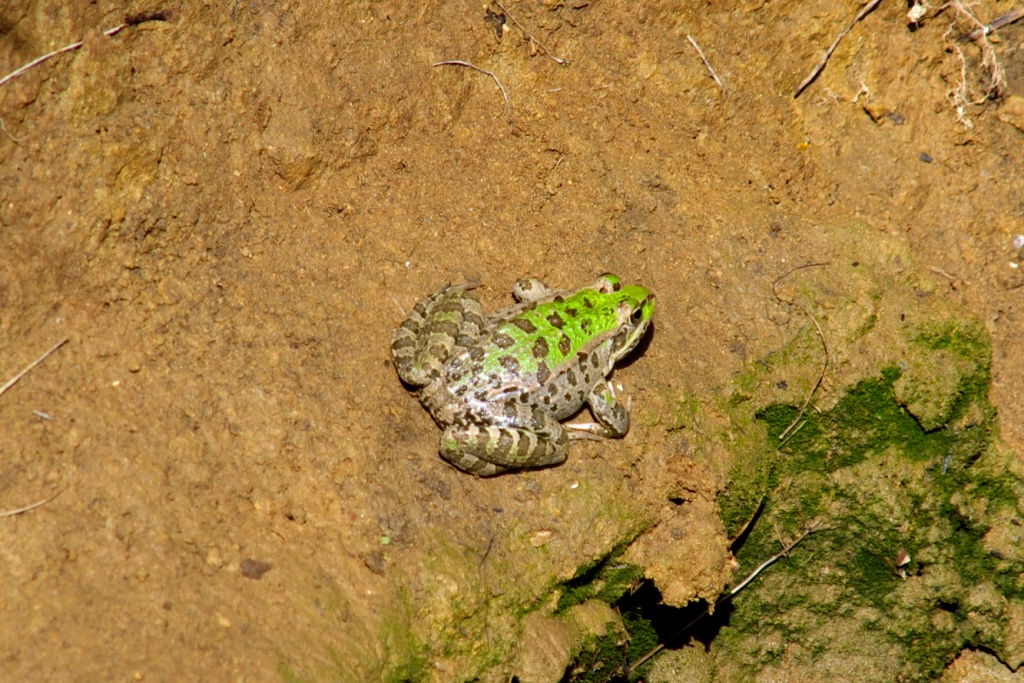 Greek marsh frog (Ελληνικός Βαλτοβάτραχος)