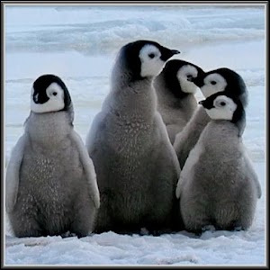 Arctic Penguins Live Wallpaper 1.0.1