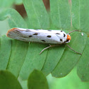 Tropical Burnet Moth