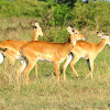 Ugandan Kob Thomasi Antelope