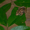 Bolivian Toad-frog