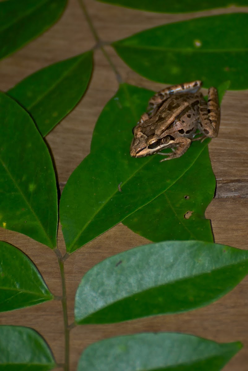 Bolivian Toad-frog