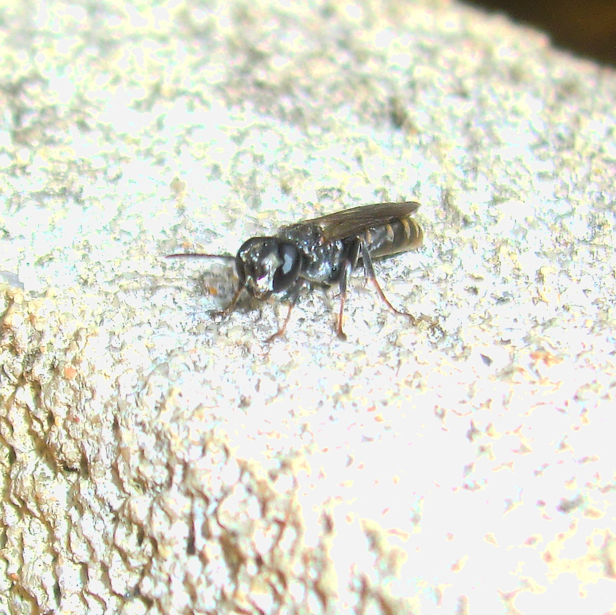 Black Sand-dauber Wasp