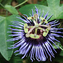 Passiflora sp.