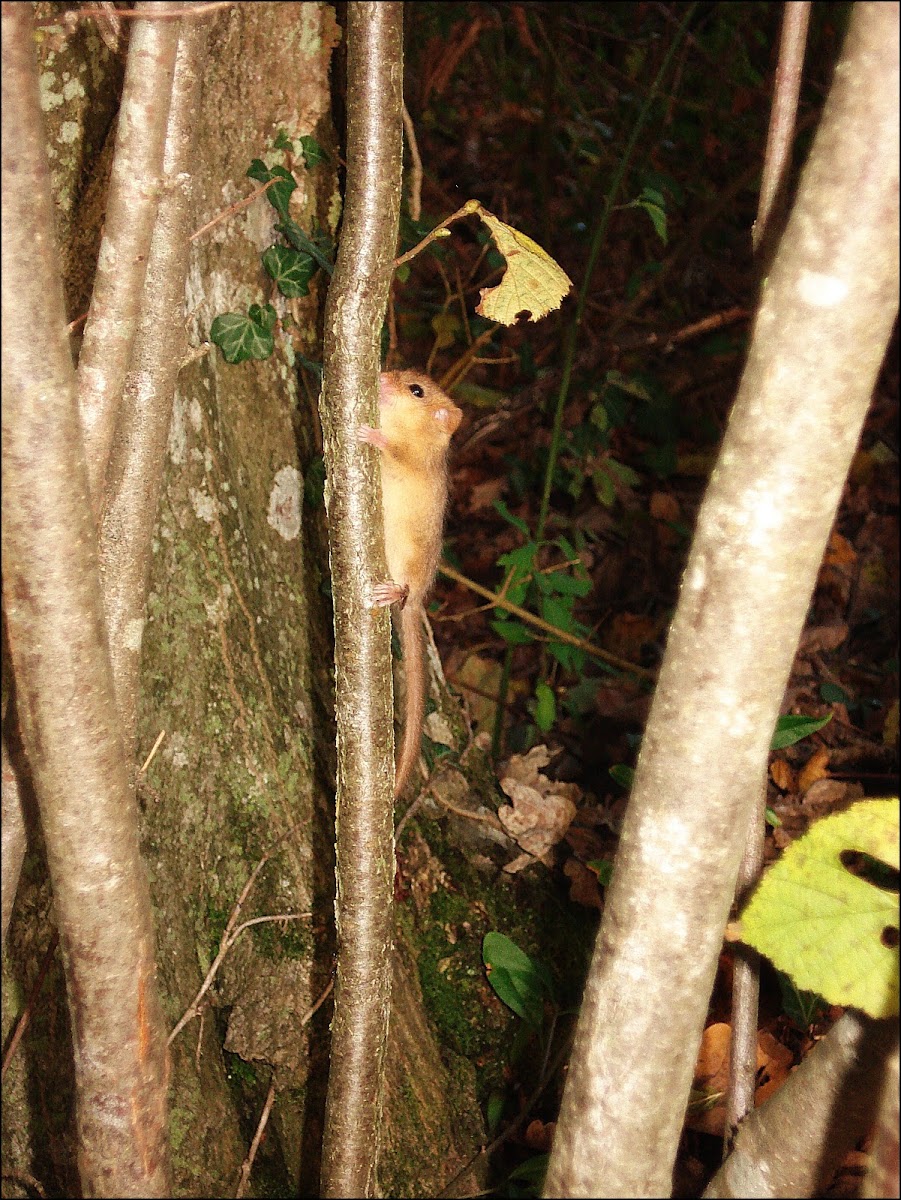Mali puh orašar (Hazel dormouse,  Common dormouse)
