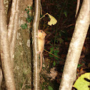 Mali puh orašar (Hazel dormouse,  Common dormouse)