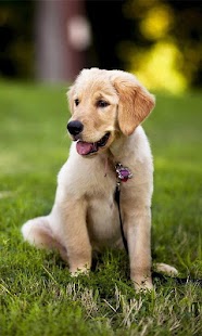 Free Download My Little Dogs Live Wallpaper APK for PC