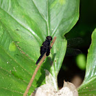Dragonfly - Libélula