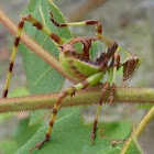 Long-horned Grasshoppers - Katydids