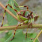 Long-horned Grasshoppers - Katydids