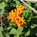 Butterfly milkweed