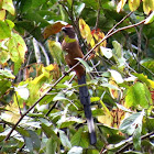 Sumatran Treepie