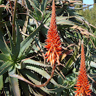 Krantz Aloe