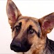 Big Dog Wallpapers