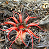 Anemone stinkhorn