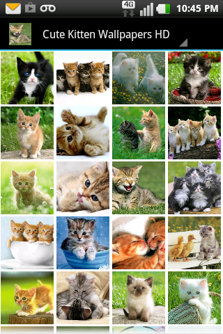 Cute Kitten Wallpapers HD