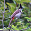 Red-whiskered Bulbul