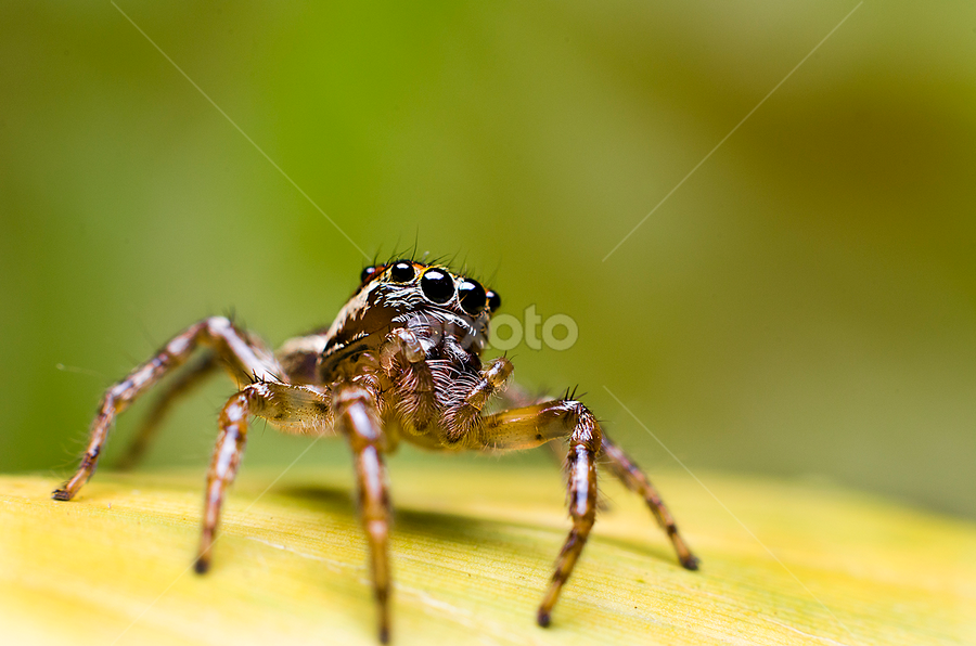 Jack is of spiders panasonic cf 19