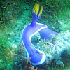 Hypselodoris sp.