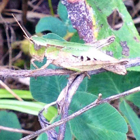 Common Green Project Noah