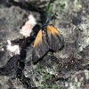 Orange-patched Smoky Moth