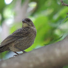 Brown Headed Cowbird (Juvenile)