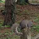 Eastern Gray Squirrel