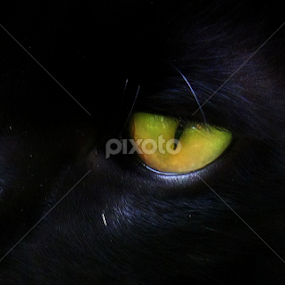 In A Cats Eye by Dianne Stephens-Miller - Animals - Cats Portraits