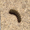 Buck Moth larva