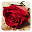 Roses Live Wallpaper Download on Windows
