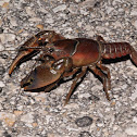 Prairie crayfish