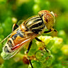Large Hover Fly