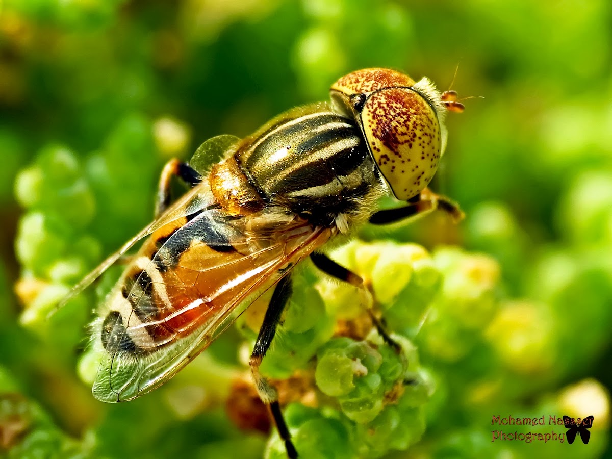 Large Hover Fly