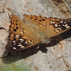 Hackberry Emperor Butterfly