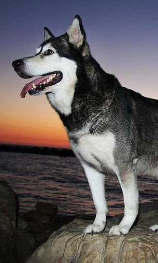 Alaskan Malamutes Puzzle