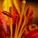 Asiatic Lily