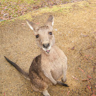 Eastern grey kangaroo