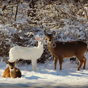 by Tricia Goode - Animals Other