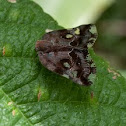Hopper - family Ricaniidae
