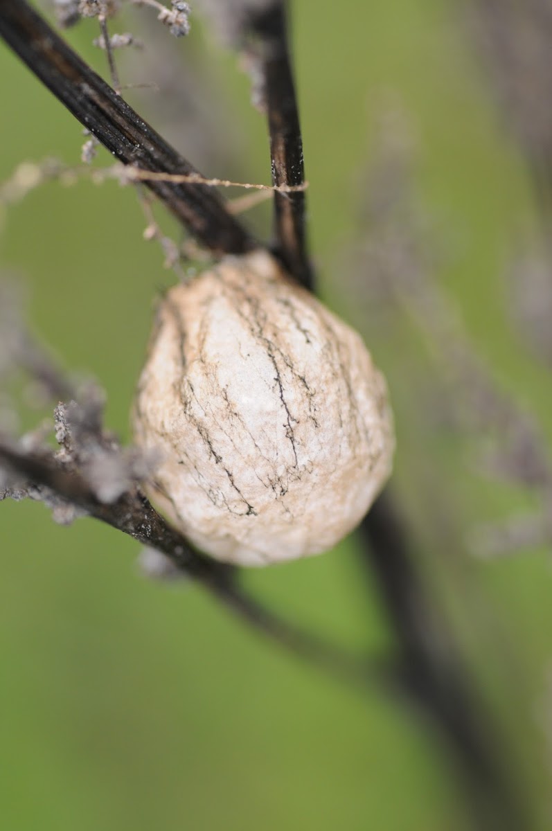 Wasp Spider Egg Sac