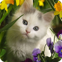 Cute Cat Live Wallpaper logo