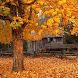 Autumn live wallpaper icon