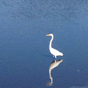 Great Egret