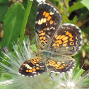 Phaon Crescent Butterfly