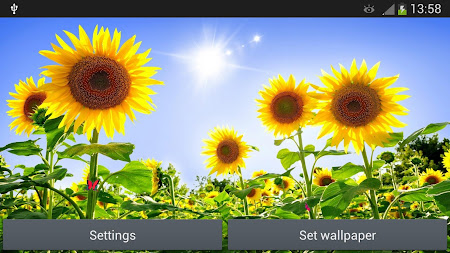 Sunflowers Live Wallpaper 1.3 Apk, Free Personalization Application – APK4Now