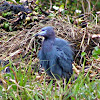 Little Blue Heron