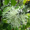 Usnea (lichen)